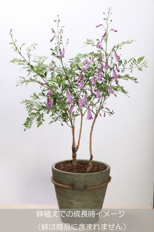 花木 花の苗物 花木 プラス二期咲き 苗物 庭木の苗 ジャカランダ ピンクエビータ 日南ピンク 6号ポット 園芸ネット