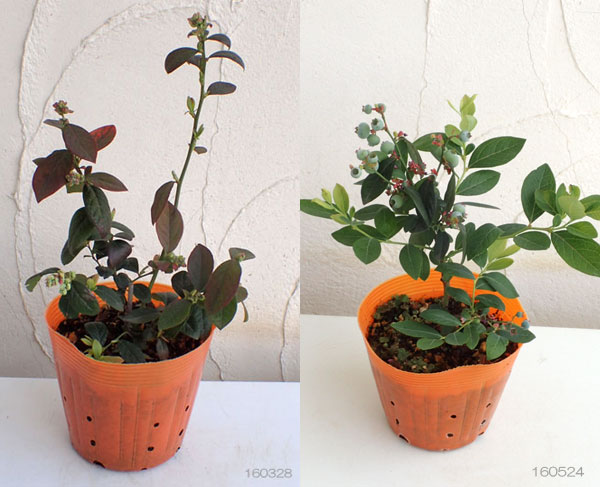 生り物の苗 ブルーベリー サザンハイブッシュ系列人受け素材5ナンバー3種書割 オニール ケープフェアー ミスティー Digitalland Com Br