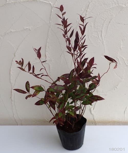 プラス 植木 新芽が赤く色づいてキャンドルのよう ガーデニング 農業 庭木の苗 送料無料 西洋イワナンテン 岩南天 リトルフレーム5号ポット12株セット 園芸ネット ルコテー 花木 プラス 植木 新芽が赤く色づいてキャンドルのよう ガーデニング 農業 庭木の苗 送料無料 西洋イワナンテン 岩南天 リトルフレーム5号ポット12株セット 園芸ネット ルコテー 花木