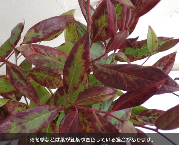 プラス 植木 新芽が赤く色づいてキャンドルのよう ガーデニング 農業 庭木の苗 送料無料 西洋イワナンテン 岩南天 リトルフレーム5号ポット12株セット 園芸ネット ルコテー 花木 プラス 植木 新芽が赤く色づいてキャンドルのよう ガーデニング 農業 庭木の苗 送料無料 西洋イワナンテン 岩南天 リトルフレーム5号ポット12株セット 園芸ネット ルコテー 花木