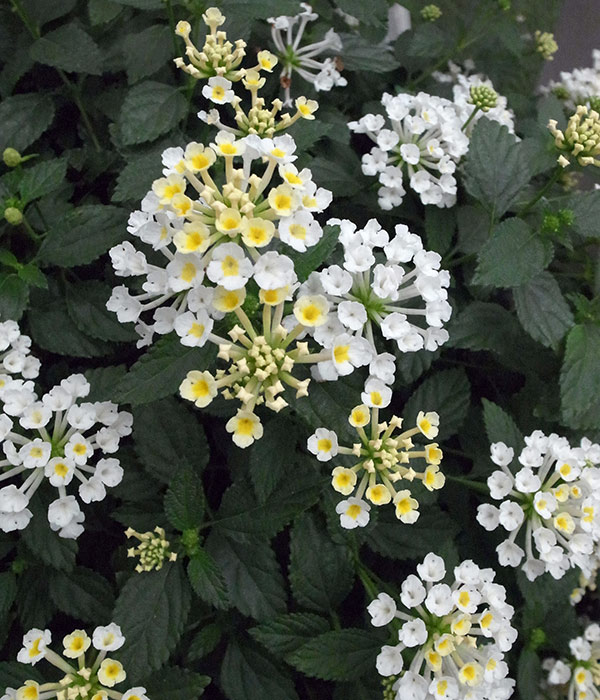 草花の苗 送料無料 スーパーランタナ ムーンホワイト4号ポット 12株セット Vmaphotographystudios Com