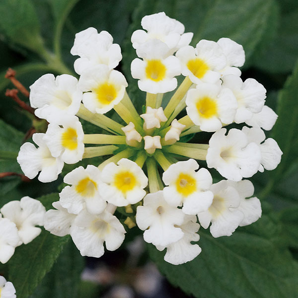 草花の苗 送料無料 スーパーランタナ ムーンホワイト4号ポット 12株セット Vmaphotographystudios Com