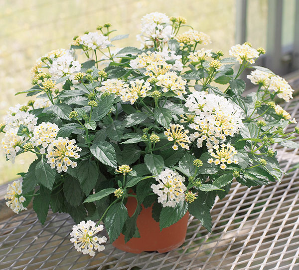 草花の苗 送料無料 スーパーランタナ ムーンホワイト4号ポット 12株セット Vmaphotographystudios Com