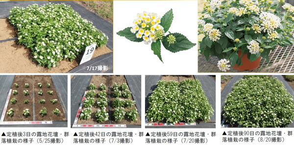 草花の苗 送料無料 スーパーランタナ ムーンホワイト4号ポット 12株セット Vmaphotographystudios Com