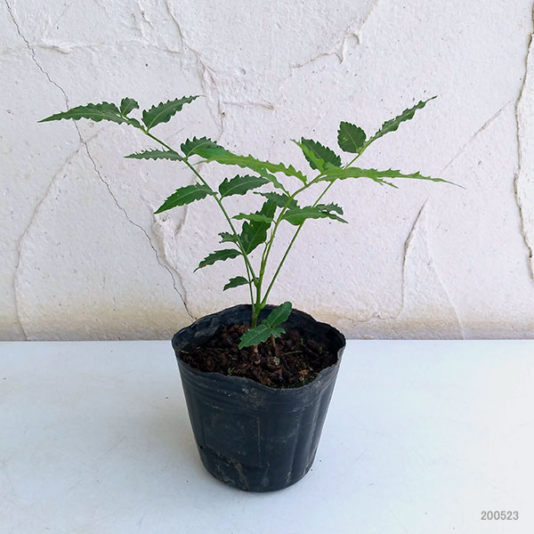 虫よけに ガーデニング クローゼット ティー 24株セット 園芸ネット ガーデニング 農業 プラス 苗物 ハーブの苗物 ハーブの苗 送料無料 ニーム 虫避けの木 インドセンダン 3号ポット