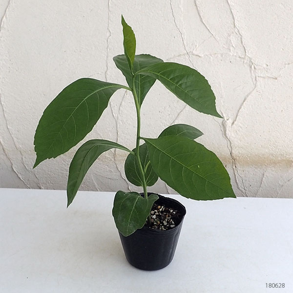 観葉植物 バオバブ ディギタータ2 5号ポット Nobhillmusic Com