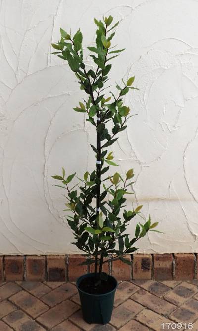 香りの良い選抜品種 花木 花木 植木 庭木の苗 送料無料 ゲッケイジュ 月桂樹 香り月桂樹6号ポット 6株セット 園芸ネット プラス 香りの良い選抜品種 花木 花木 植木 庭木の苗 送料無料 ゲッケイジュ 月桂樹 香り月桂樹6号ポット 6株セット 園芸ネット プラス