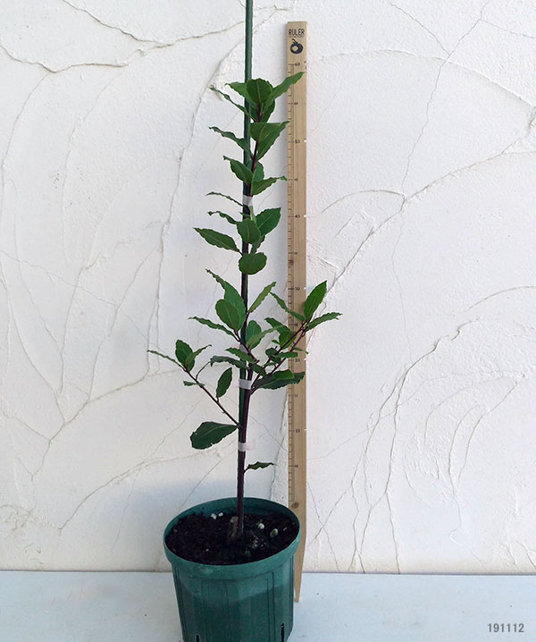 香りの良い選抜品種 花木 花木 植木 庭木の苗 送料無料 ゲッケイジュ 月桂樹 香り月桂樹6号ポット 6株セット 園芸ネット プラス 香りの良い選抜品種 花木 花木 植木 庭木の苗 送料無料 ゲッケイジュ 月桂樹 香り月桂樹6号ポット 6株セット 園芸ネット プラス