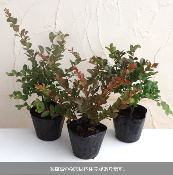 特価】 花木 庭木の苗 サルスベリ site.designfairtrade.com