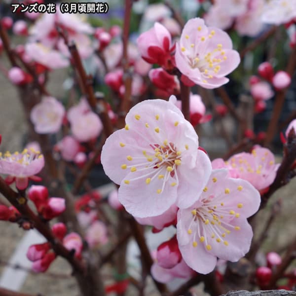 果樹の苗 アンズ 信州大実 シンシュウオオミ