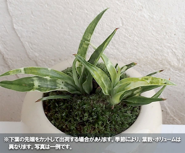 観葉植物 万年青 おもと 姫御前芍薬瀬戸もの鉢植え 差渡し12cm 受け皿差添え Hotjobsafrica Org