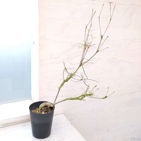 プラス 観葉植物 花 観葉植物 観葉植物 ユーフォルビア ヘディオトイデス3号ポット 園芸ネット 希少品種 沖縄観葉 プラス 観葉植物 花 観葉植物 観葉植物 ユーフォルビア ヘディオトイデス3号ポット 園芸ネット 希少品種 沖縄観葉