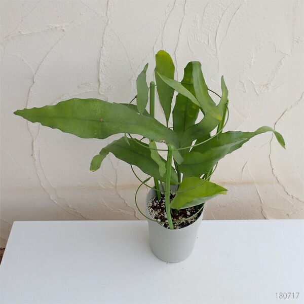 観葉植物 クジャクサボテン 月下美人 ゲッカビジン 十三夜美人5号鉢植え Marcsdesign Com