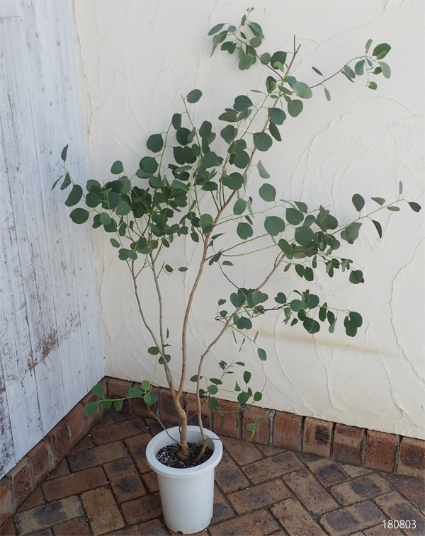 花木 植木 大きめのハート型の葉のユーカリ 花木 大型 プラス 庭木の苗 ユーカリ カンフォラ マウンテンスワンプガム 7号鉢植え 園芸ネット