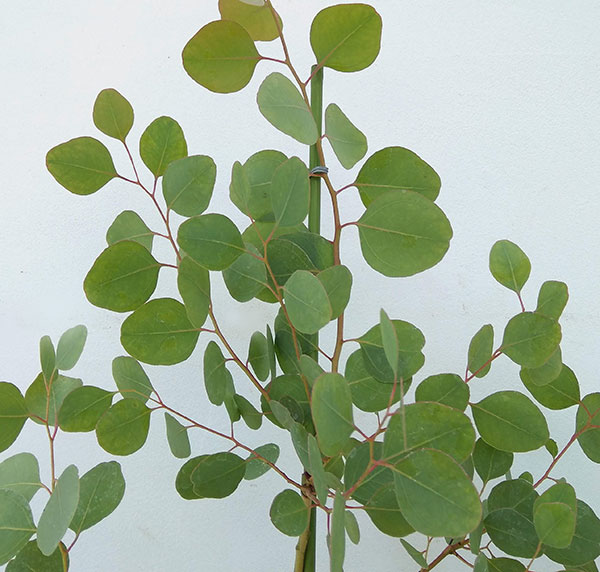 花木 植木 大きめのハート型の葉のユーカリ 花木 大型 プラス 庭木の苗 ユーカリ カンフォラ マウンテンスワンプガム 7号鉢植え 園芸ネット