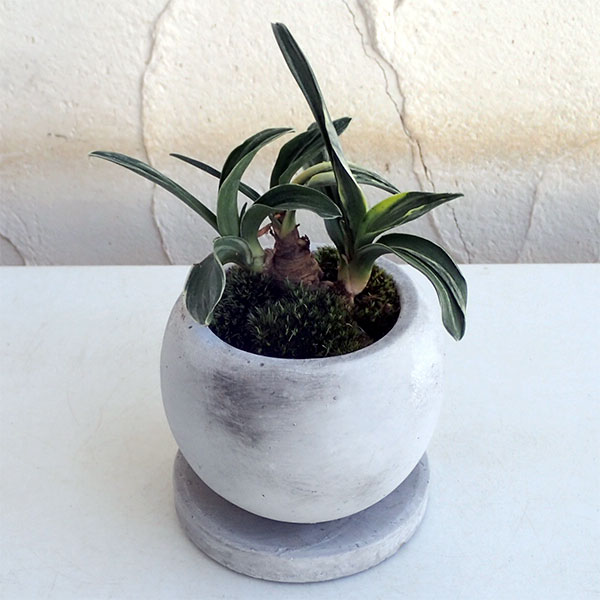 観葉植物 万年青 おもと 剣舞 鉢植え マルモボウル白妙 プレイト幸運 Doorswindowsstairs Co Uk