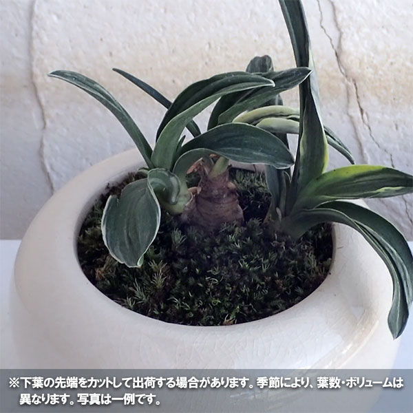 観葉植物 万年青 おもと 剣舞 セラミック鉢植え デュラン白色s 大皿ラック Hotjobsafrica Org