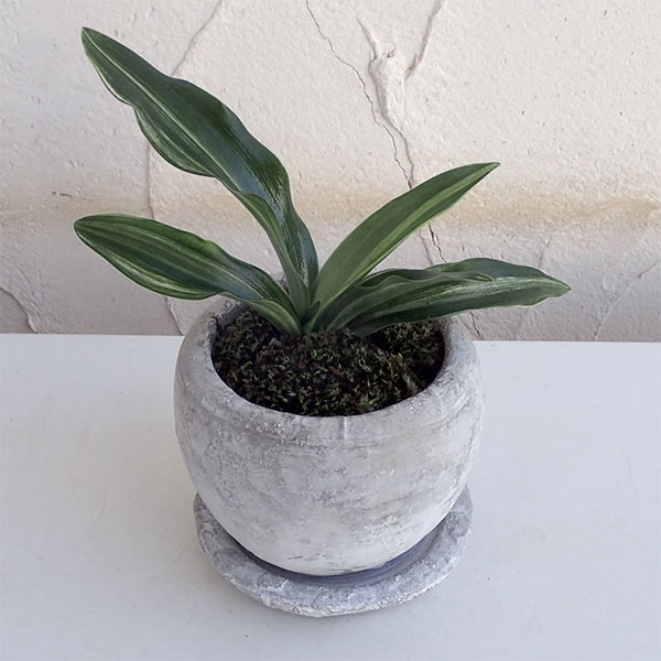 観葉植物 万年青 おもと 出世実生 鉢植え ロゼッタボウル白ss 皿付き Giosenglish Com