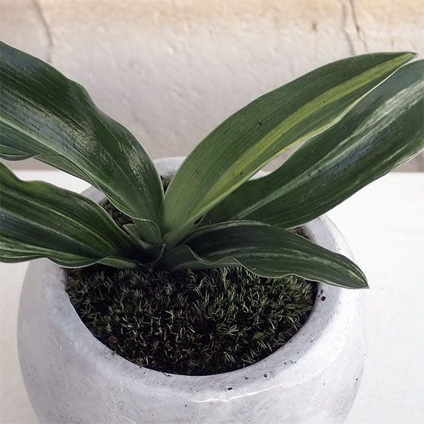 観葉植物 万年青 おもと 出世実生 鉢植え マルモボウル白 皿付き Marcsdesign Com