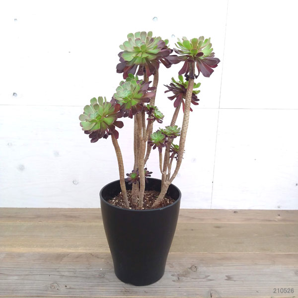 観葉植物 送料無料 アエオニウム 黒法師8号鉢 Relentlessvb Com