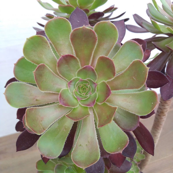 観葉植物 送料無料 アエオニウム 黒法師8号鉢 Relentlessvb Com