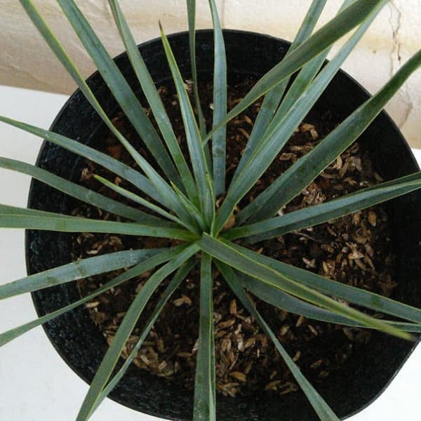 寒さに強く庭植えも可能な人気の観葉植物 花 観葉植物 観葉植物 観葉植物 ユッカ ロストラータ7号ポット 園芸ネット プラス