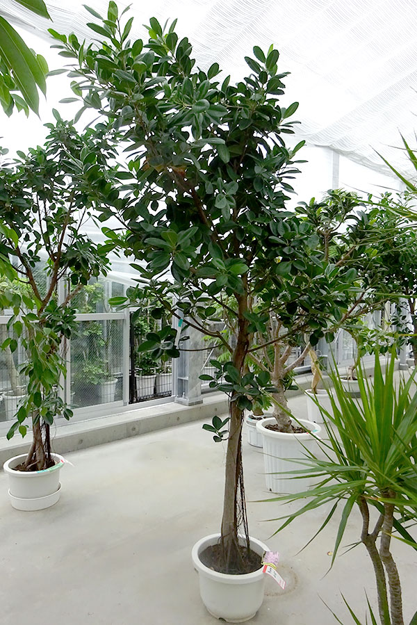 メーカー直販の観葉植物 送料無料 大型観葉 樹木の直接配送予約 フィカス ジャンボリーフ12号鉢植え鉢下からの高さ2 3m葉張り1 5m 園芸ネット 種 大型 花木 草花 プラス メーカー直販の観葉植物 送料無料 大型観葉 樹木の直接配送予約 フィカス ジャンボリーフ12号鉢植え鉢下からの高さ2 3m葉張り1 5m 園芸ネット 種 大型 花木 草花 プラス