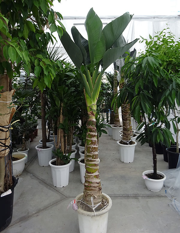 観葉植物 送料無料 大型観葉 樹木の直接配送予約 ストレリチア オーガスタ12号鉢植え 作業ツール 鉢下からの高さ1 8m葉張り0 5m 園芸ネット 園芸 クレマチス プラス 大型 観葉植物 送料無料 大型観葉 樹木の直接配送予約 ストレリチア オーガスタ12号鉢植え 作業ツール 鉢下からの高さ1 8m葉張り0 5m 園芸ネット 園芸 クレマチス プラス 大型