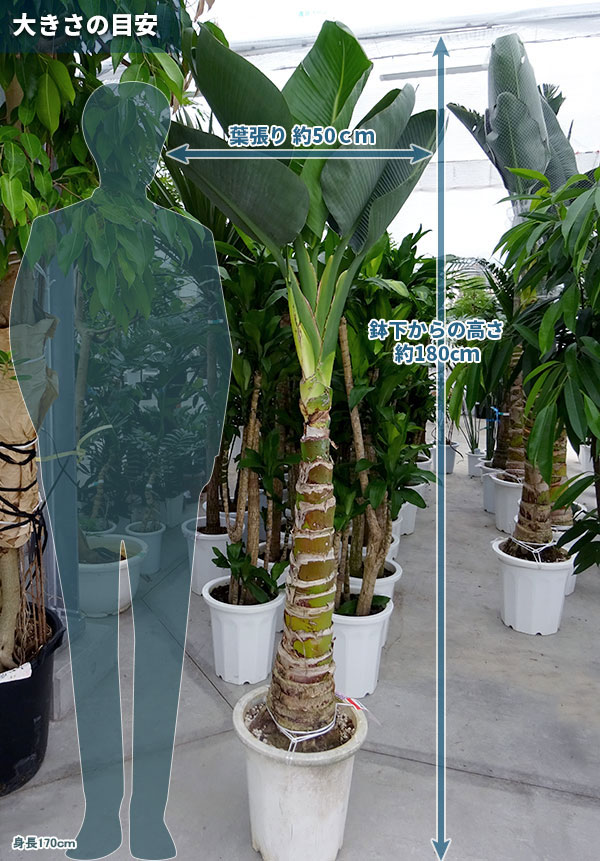 観葉植物 送料無料 大型観葉 樹木の直接配送予約 ストレリチア オーガスタ12号鉢植え 作業ツール 鉢下からの高さ1 8m葉張り0 5m 園芸ネット 園芸 クレマチス プラス 大型 観葉植物 送料無料 大型観葉 樹木の直接配送予約 ストレリチア オーガスタ12号鉢植え 作業ツール 鉢下からの高さ1 8m葉張り0 5m 園芸ネット 園芸 クレマチス プラス 大型