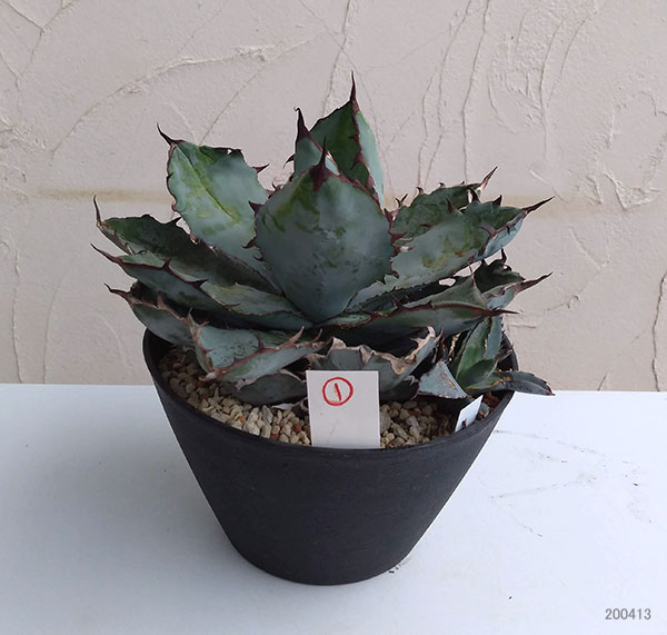 観葉草木 送料無料 アガベ チタノタ 黒 青碧 楼類 Marchesoni Com Br