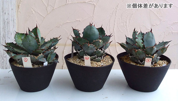 観葉植物 送料無料 アガベ チタノタ ブラック ブルー タワータイプ Prescriptionpillsonline Is