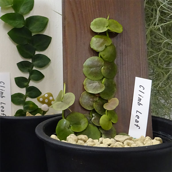 観葉植物 クライムリーフ モンステラ ドゥビア 種類見計らい 5サイズ鉢植え Hotjobsafrica Org