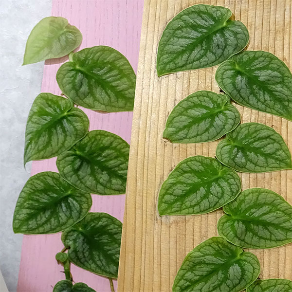 観葉植物 クライムリーフ モンステラ ドゥビア 種類見計らい 5サイズ鉢植え Hotjobsafrica Org