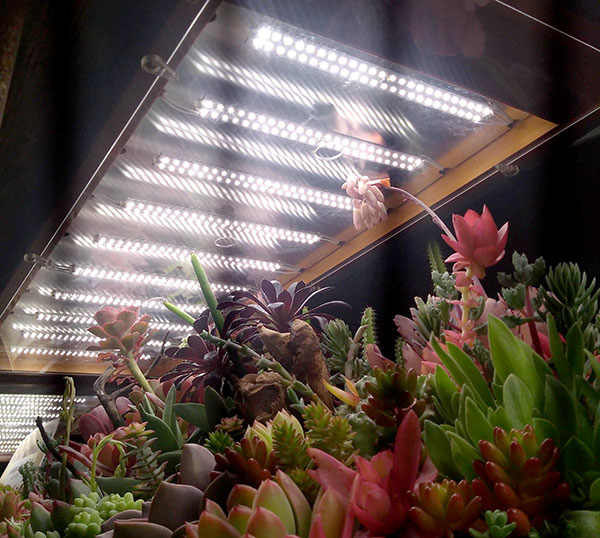 棚卸しセール 観葉植物 プラス 花 観葉植物 観葉植物 多肉植物の小さな庭 専用スタンドとledライトのセット 園芸ネット