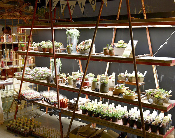 棚卸しセール 観葉植物 プラス 花 観葉植物 観葉植物 多肉植物の小さな庭 専用スタンドとledライトのセット 園芸ネット