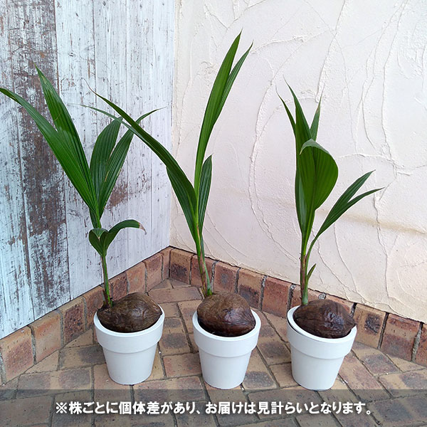 観葉植物 ココヤシ 6号鉢植え Korkmazmauritius Com