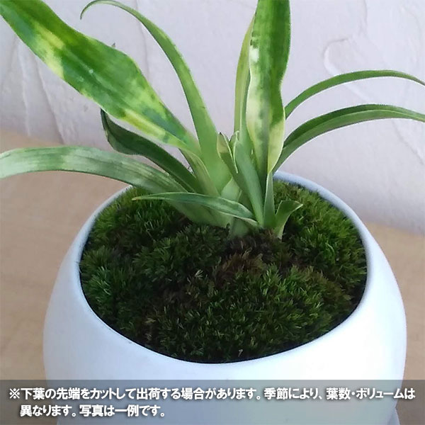 観葉植物 万年青 おもと 姫牡丹陶器鉢植え マリナ白m 皿付 Letempslev K7a Com