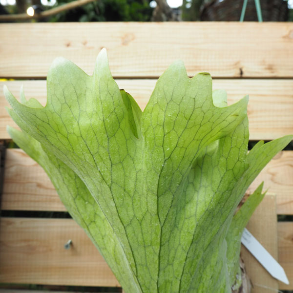 シャクヤク 観葉植物観葉植物 送料無料 コウモリラン ホルタミー板付け
