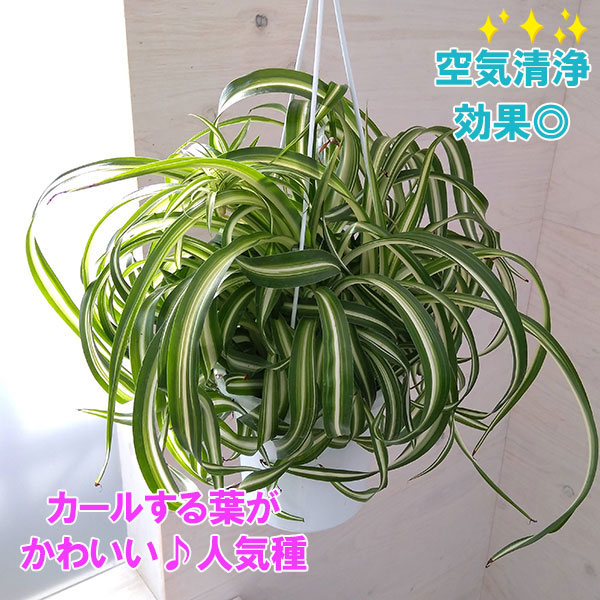 楽天市場】オリヅルラン4号 吊鉢 鉢植え 観葉植物 斑入りの葉が綺麗で