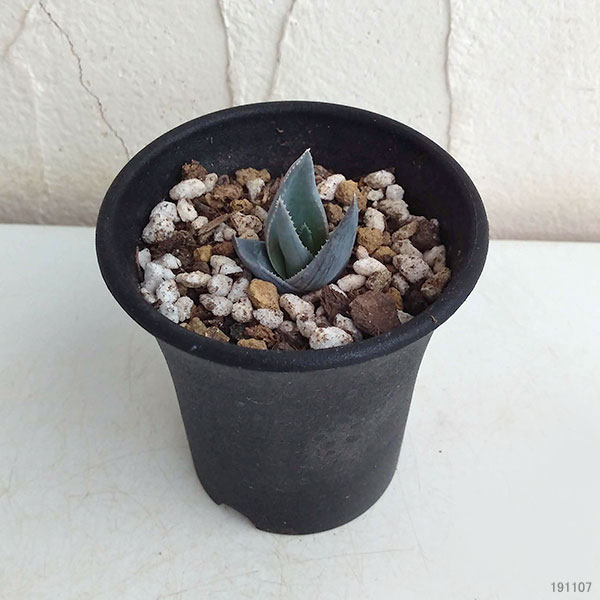 観葉植物 アロエ 報奨金実生根っ子 ビグエリ2 5ナンバー鉢植え Hotjobsafrica Org