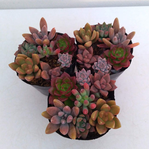 観葉植物 多肉植物かわいい寄せ植え2 5号ポット 3ポットセット Amedf Com Br