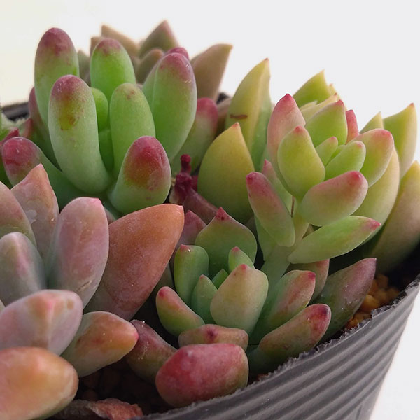 観葉植物 多肉植物かわいい寄せ植え2 5号ポット 3ポットセット Amedf Com Br