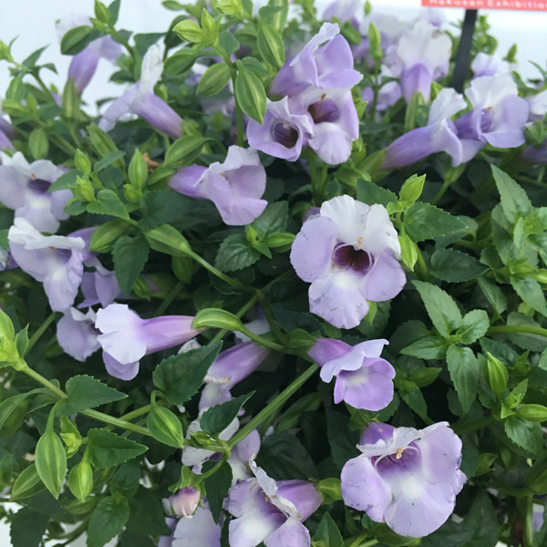 草花の苗 送料無料 スーパートレニア カタリーナアイスリバー4号ポット 12株セット Butlerchimneys Com