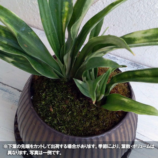 観葉植物 万年青 おもと 姫御前牡丹鉢植え ラピスボウル ブロンズ 平円盤附 Hotjobsafrica Org