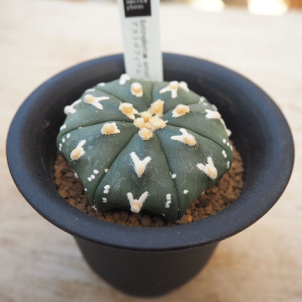 現品販売 観葉植物 送料無料 アストロフィツム アステリアスv1 兜丸 多肉植物 3号鉢植え 園芸ネット 花 観葉植物 3号鉢植え花 ガーデン Diy プラスvタイプ 現品販売 観葉植物 送料無料 アストロフィツム アステリアスv1 兜丸 多肉植物 3号鉢植え 園芸ネット 花 観葉植物 3号鉢植え花 ガーデン Diy プラスvタイプ