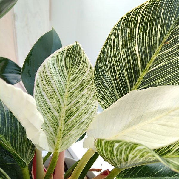 ❣️確認用でございます(o^^o) フィロデンドロン・旅人の木 k on X