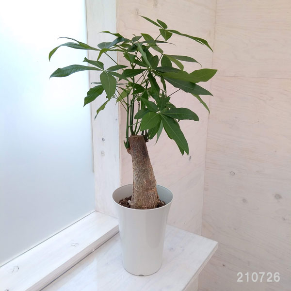 観葉植物 パキラ アクアティカ 6号鉢植え Educaps Com Br