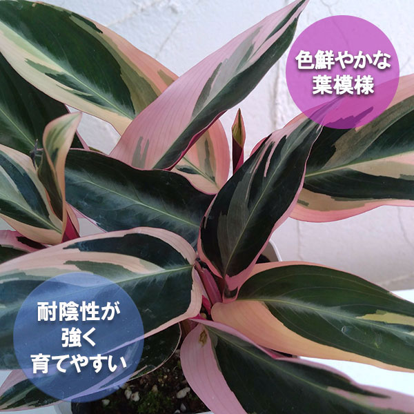r168175.jpg