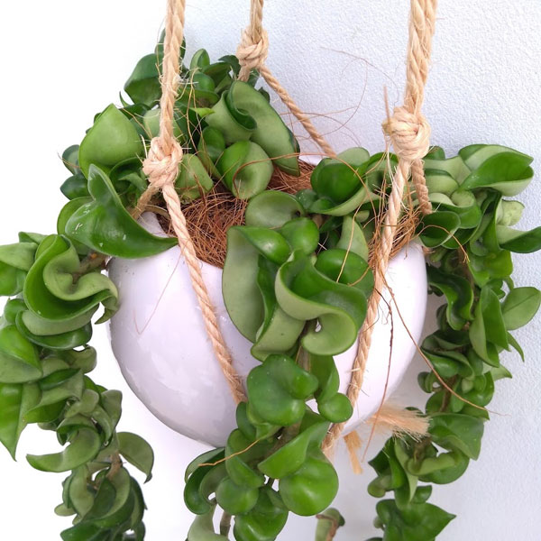 観葉草木 ホヤ カルノーサ コンパクタ4 5号銭こパタン土器くぼみロング仕立て物 Hotjobsafrica Org