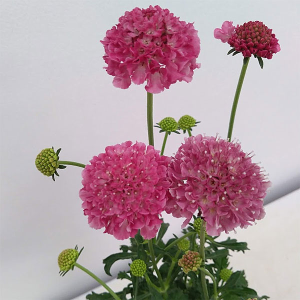 草花の苗 スカビオサ スクープ スウィート3 5号ポット 12株セット Sermus Es